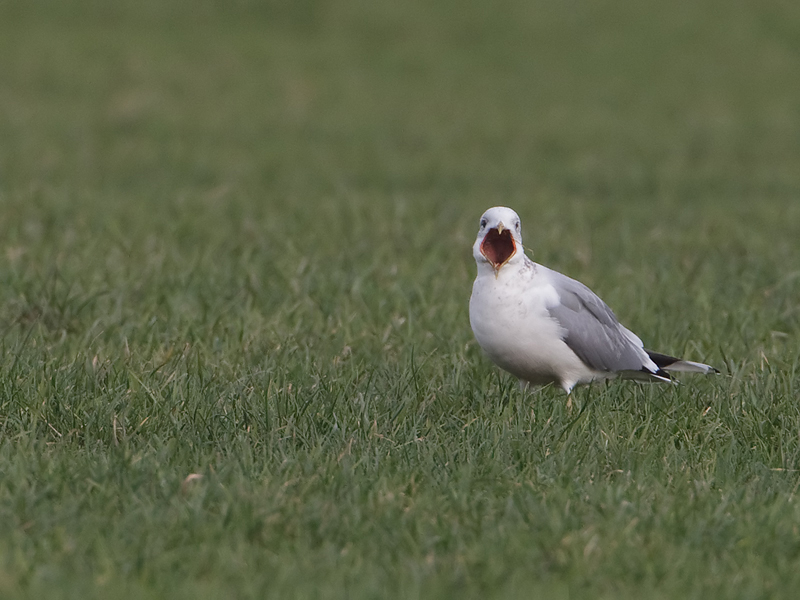 Larus canus Stormmeeuw Common Gull